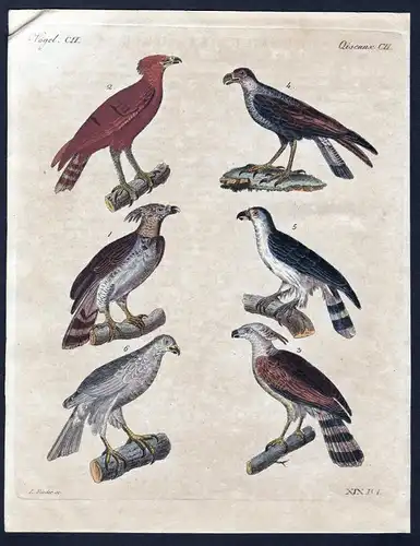 Vögel CII - Vogel Vögel bird birds Adler eagle Kupferstich Bertuch antique print Harpye Schopfadler Karakara C