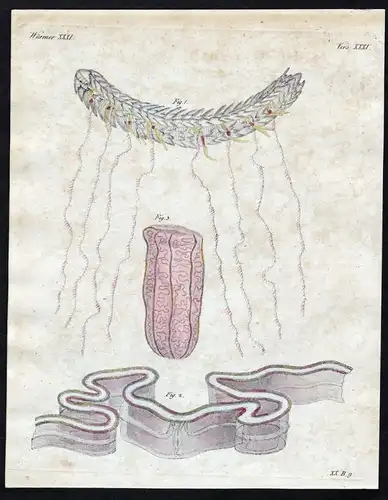 Würmer XXXI - Würmer worms Wurm worm Strahltiere Radiata Kupferstich Bertuch antique print Amphitriten-Stephan
