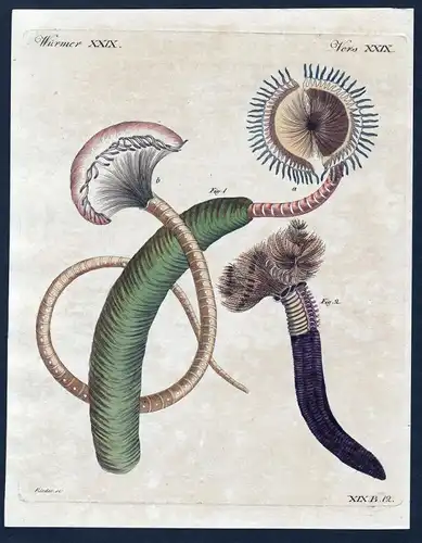Würmer XXIX - Würmer Wurm worms worm tentacle Tentakel Kupferstich Bertuch antique print Trichter-Sabella Tent