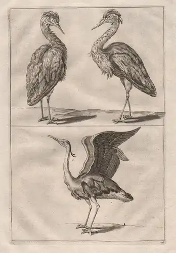 Reiher Vogel Vögel - bird birds heron