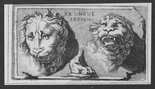 Ex Ungue Leonem - Löwe lion Löwen lions etching Kupferstich antique print