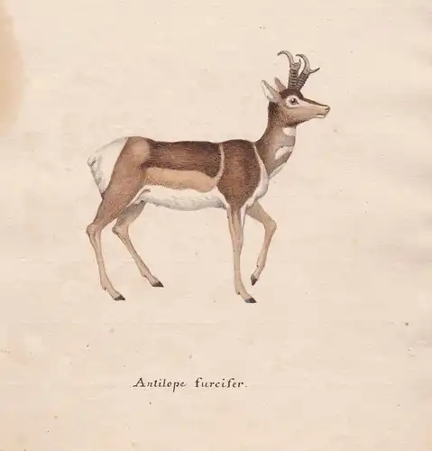 Antilope furcifer - Antilope antilope antelope Antilopen