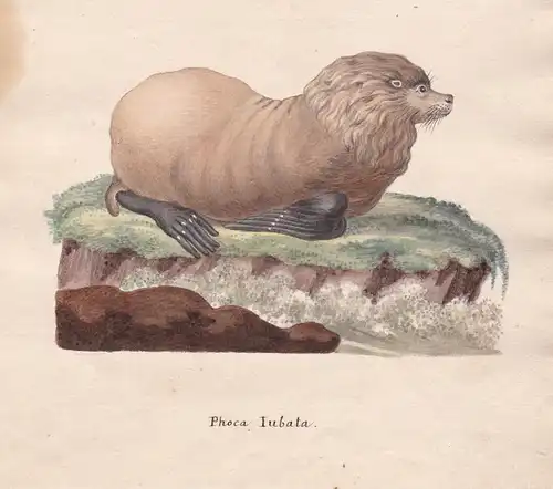 Phoca Iubata - Robbe seal seals Robben phoca phoque