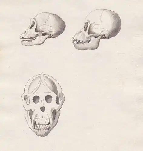 Kopf head Skelett Affe monkey squelette skeletal singe