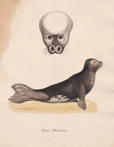 Phoca Monacha - Robben Robbe phoca phoque seals seal