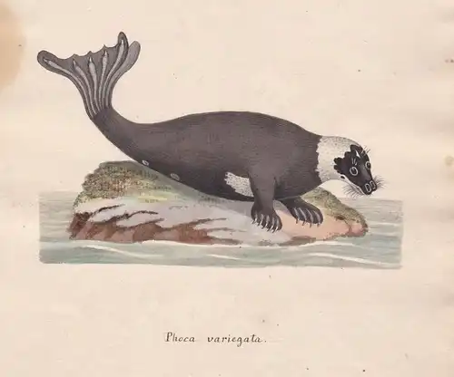 Phoca variegata - Seelöwe Robbe seal phoca phoque