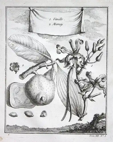 Vanille | Mamey - Vanille vanilla Sapote sapota Botanik botany Kupferstich antique print