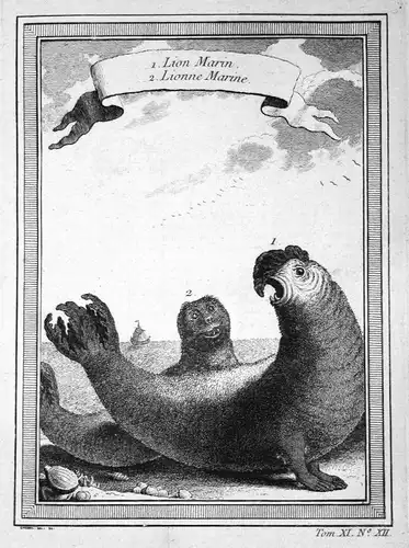 Lion Marin - Seelöwe otarie sea lion Seelöwen Kupferstich antique print