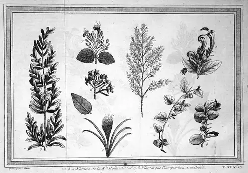 Plantes de la N.le Hollande - Pflanzen plants Australia botany Botanik Australien Kupferstich antique print
