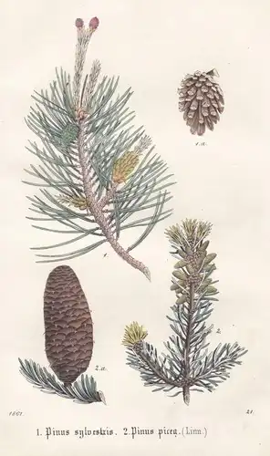 1. Pinus sylvestris. 2. Pinus picea (Linn) - Waldkiefer Pinie Pflanze plant plants stone pine Scots pine Litho