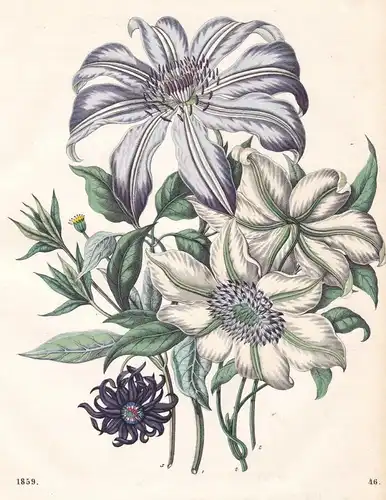 Clematis-Arten - Waldreben Clematis Pflanze plant Blume flower Pflanzen plants Lithographie lithograph antique