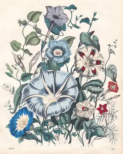 Der Amerikanische Kuhvogel - Winden Convolvulus Blume flower Pflanze plant Lithographie lithograph antique pri
