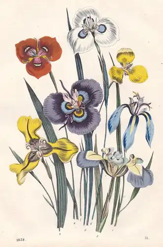 Tropische-Zwiebel-Blumen - Zwiebelblumen spring bulbs Blume flower Pflanze plant Lithographie lithograph antiq