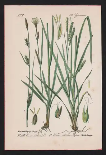 Wald-Segge Seggen Carex Lithographie Kräuter Heilkräuter herbs herbal