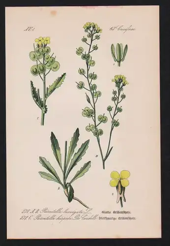 Brillenschötchen Biscutella Kräuter Heilkräuter herbs herbal Lithographie