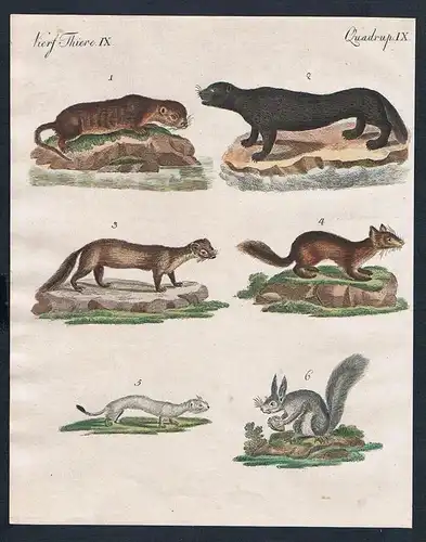 Säuge Thiere IX. - 1) Die Canadische Fischotter. - 2) Die Meerotter. - 3) Der Baum-Marder. - 4) Der Zobel. -