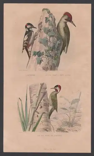 Specht woodpecker Vogel Vögel birds bird animal  engraving