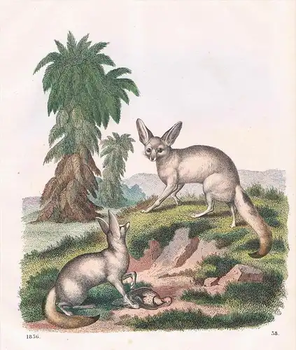 Fennek Wüstenfuchs Fuchs Afrika - Lithographie lithography