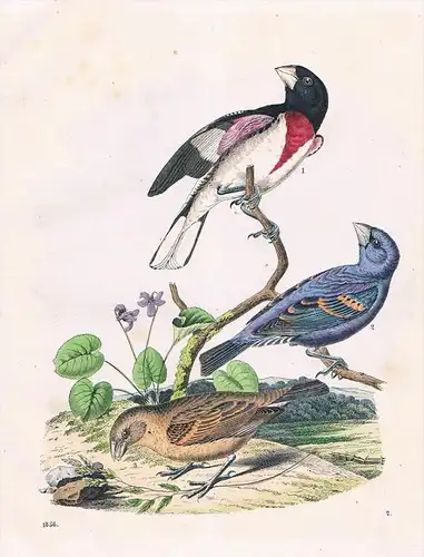 Kernbeißer Vogel Vögel Amerika - Lithographie lithography