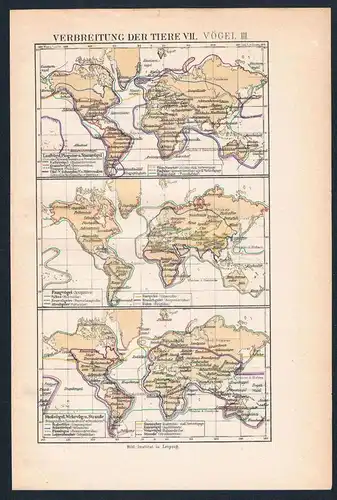 Tiergeographische Karte card Vögel Vogel birds Lithographie lithography
