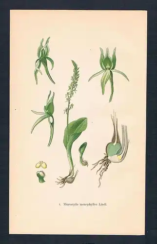 Kleingriffel Microstylis Orchidee Orchideen Orchidaceae Lithographie