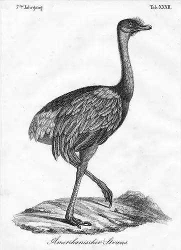 Afrikanischer Strauß ostrich Lithographie litho