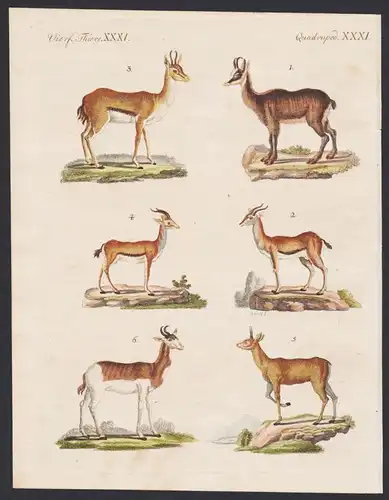 Vierf. Thiere XXXI / Quadruped. XXXI - Die Gemse - Die gemeine Gazelle - Die Korinne - Der Kevell - Der Klipps