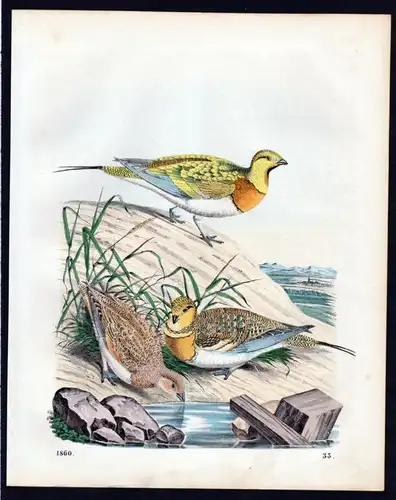 Sandflughühner Hühner Huhn hen Lithographie lithograph