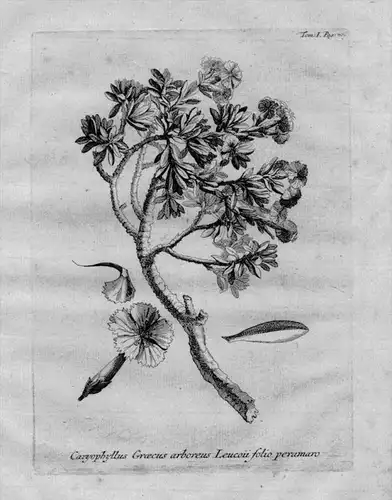Caryophyllus Graecus .. -  Nelken Nelke Caryophyllaceae cloves / Heilkräuter Kräuter / Botanik botany botani
