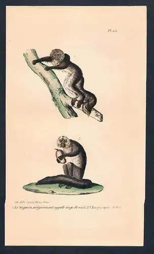 Affe Affen Sagouin monkey monkeys Original Lithographie lithography