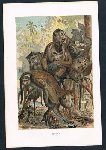 Makaken Affen Affe monkey monkeys Original Farblithographie lithography