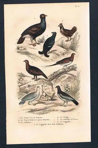Huhn Hühner Taube Vögel birds bird  engraving