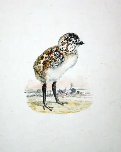 26 original watercolor drawings of chicks (little birds).