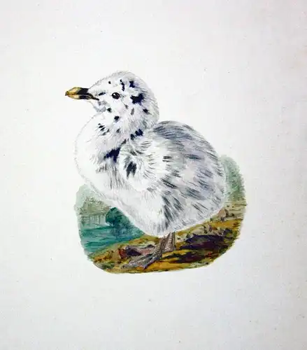 26 original watercolor drawings of chicks (little birds).