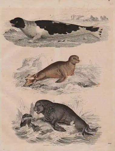 Robben Robbe Heuler animals Tiere animal Tier Original Lithographie