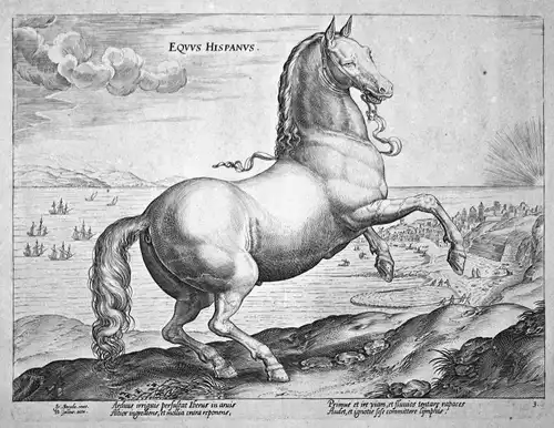 Equus Hispanus - Pferd horse Stradanus Straet Kupferstich copper engraving
