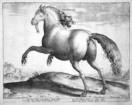 Hispanus - Pferd horse Stradanus Straet Kupferstich copper engraving