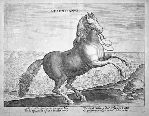Neapolitanus - Napoli Neapel horse Pferd Stradanus Straet Kupferstich copper engraving
