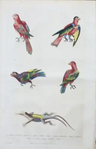 Eidechse lizard Papagei lory Vogel bird animals engraving Kupferstich