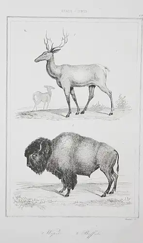 1. Wapiti. 2. Buffalo - Wapiti elk Buffalo Bison Amerika America USA Stahlstich steel engraving antique print