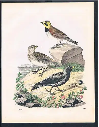 Vogel Vögel bird birds Amsel Original Lithographie