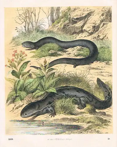 Salamanderfisch Axolotl Amphibien - Lithographie lithography