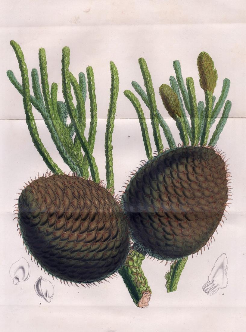 (Araucaria Columnaris) coral reef araucaria New Caledonia pine tree