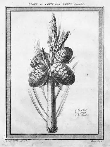 Fleur et fruit d'un Cedre oriental - Zeder cedar Zapfen cone Botanik botany Pflanze plant Pflanzen plants Kupf