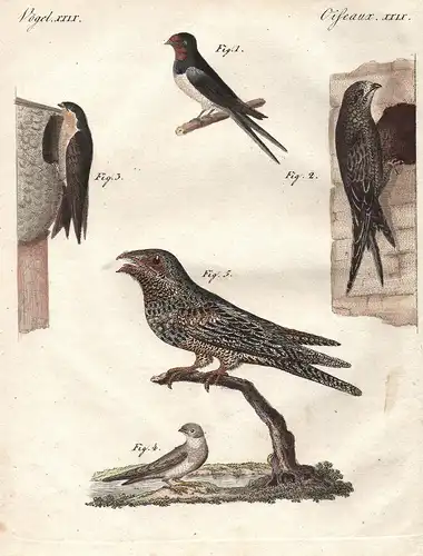 Vögel XXIV / Oiseaux XXIX - Schwalben verschidener Art - Schwalben swallow Schwalbe swallows martin Vögel bird