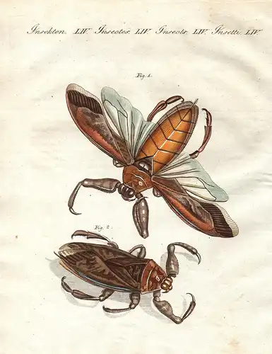 Insecten LIV - Der grosse Wasser-Scorpion oder Wasser-Wanze aus Surinam - Nepa Grandis Wasserskorpion Skorpion