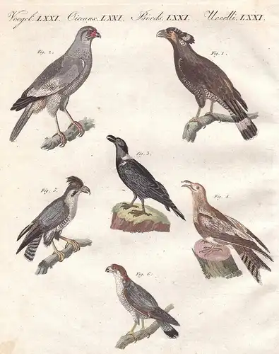 Afrikanische Vögel - 1) Der Bascha - 2) Der Singfalke - 3) Der Corbivan - 4) Der Geismelker mit dem Gabelschwa