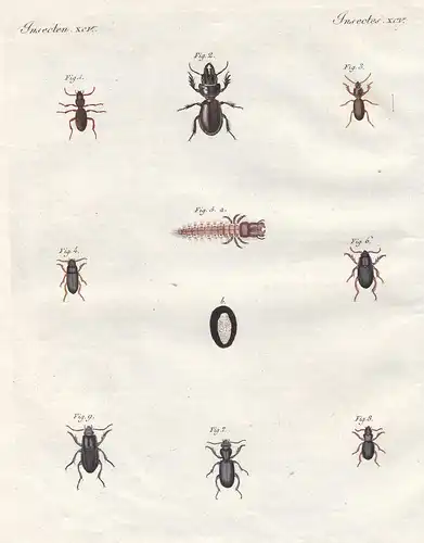 Insecten XCV - Merkwürdige Käfer - Siagona / Riesencarites / Clivine / Schnellkäfer / Rückenkäfer / Kopfkäfer