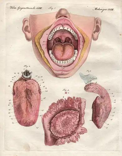 Verm. Gegenst. CCVII - Der Geschmack - Rachen smell Zunge human tongue Mund mouth Anatomie anatomy Bertuch Kup