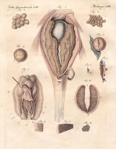 Verm. Gegenstaende CCVI - Der Roggen oder ovarium des Karpfen und der Miesmuschel Mytilus Malermuschel, oder E